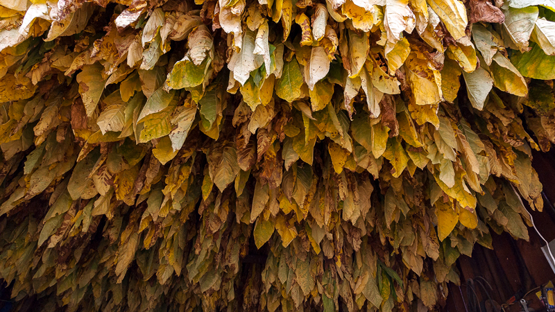 Tobacco Curing Methods